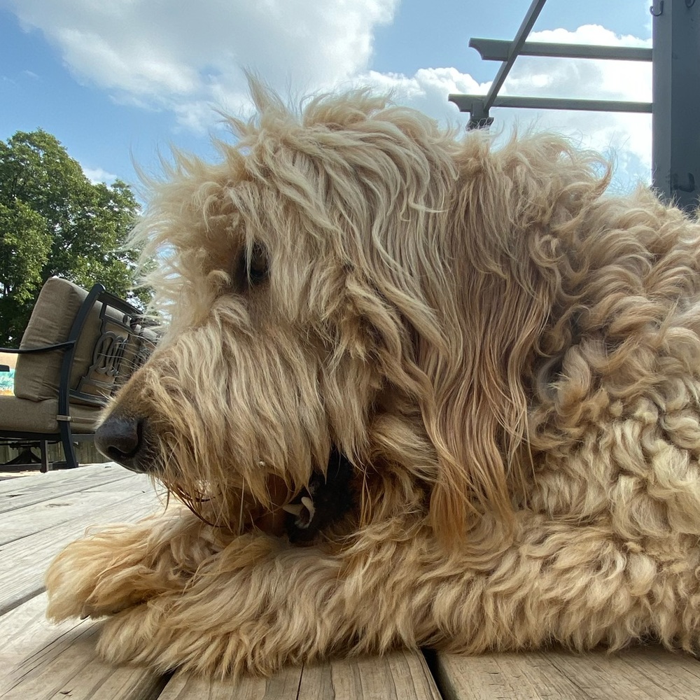 Meet your Posher, Tristan